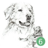 Postkarte Golden Retriever