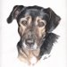 Hundeportrait liebenswerter Mischling