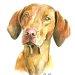 Jagdhundportrait Jagdhund Magyar Vizsla in Aquarell gemalt