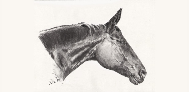 Pferdeportrait: Pferdebild in Kohle zeichnen
