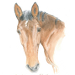 Pferdeportrait in Aquarell