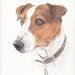 Tiermaler Jack Russell