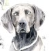 Jagdhund Weimaraner in Aquarell gemalt