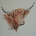 Scottisch Highland Cattle