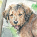 Welpe Hundeportrait