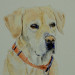 Labrador Hundeportrait