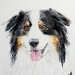 Australian Shepherd