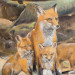 Fuchsfamilie