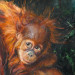 Orang Utan - Mutter mit Kind