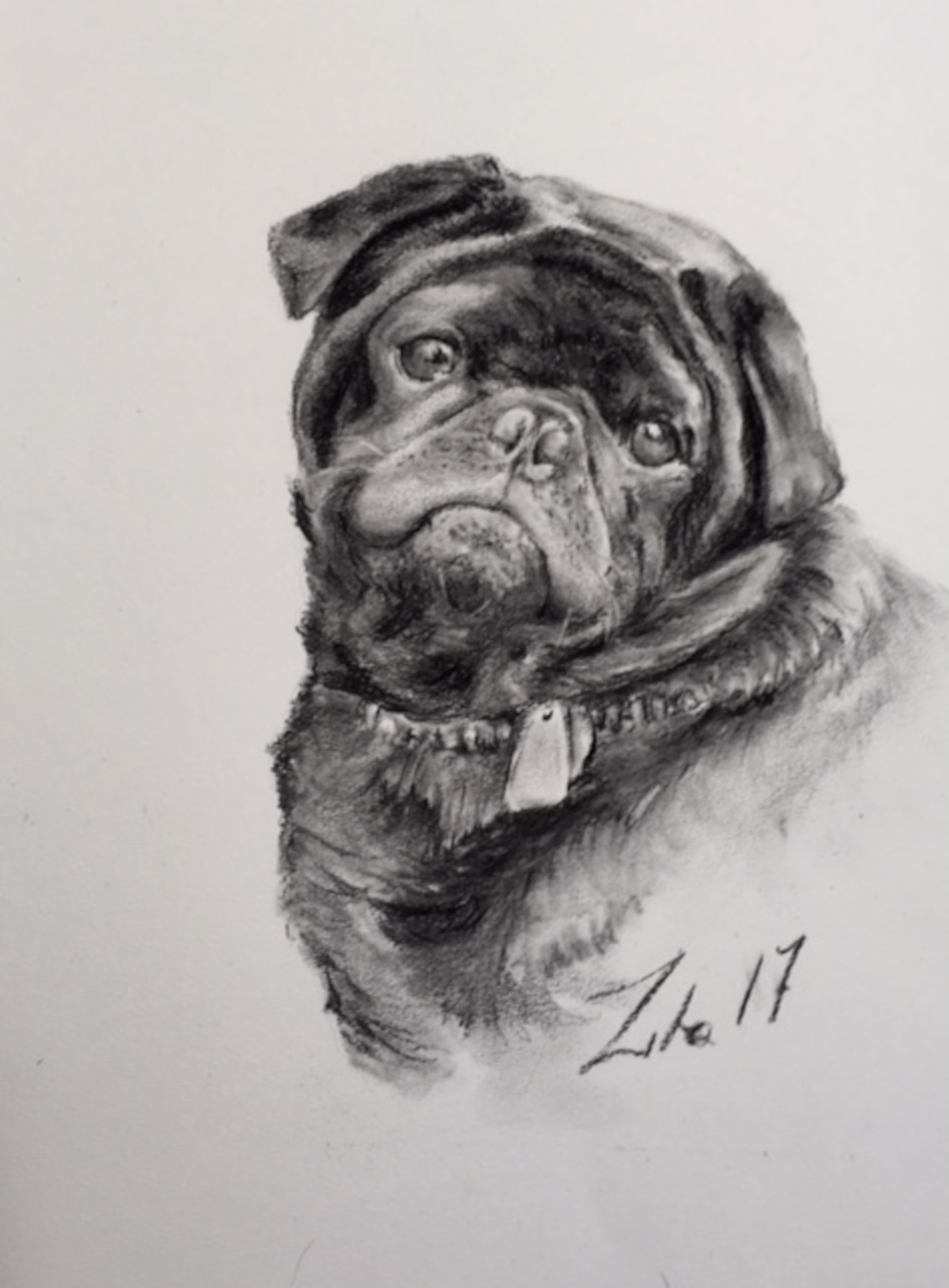 Hundeportrait Mops