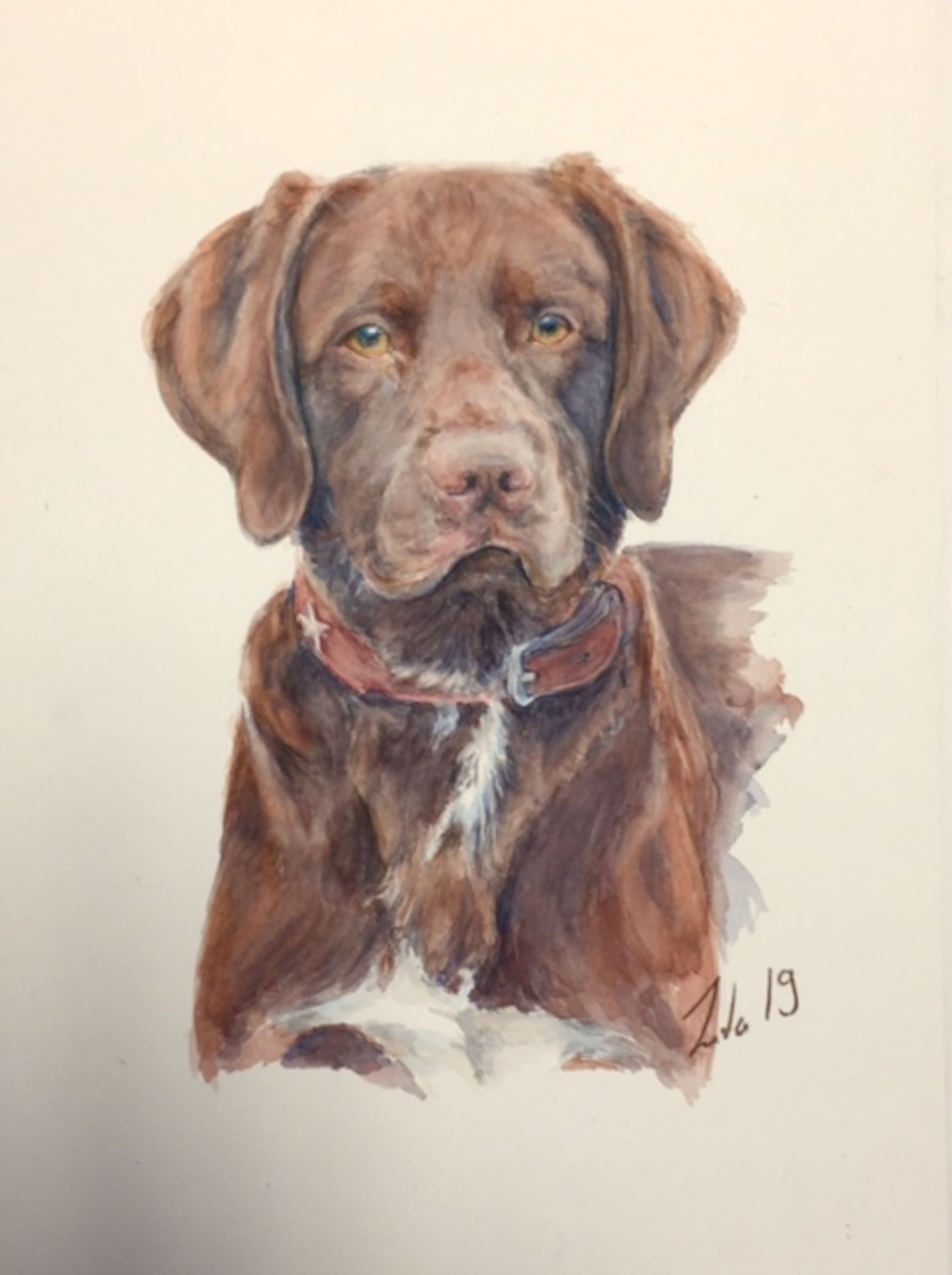 Hundeportrait Labradormix