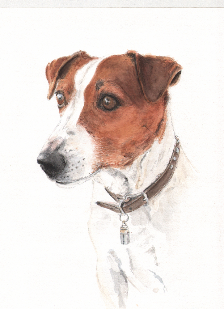 Hundeportrait Jack Russel