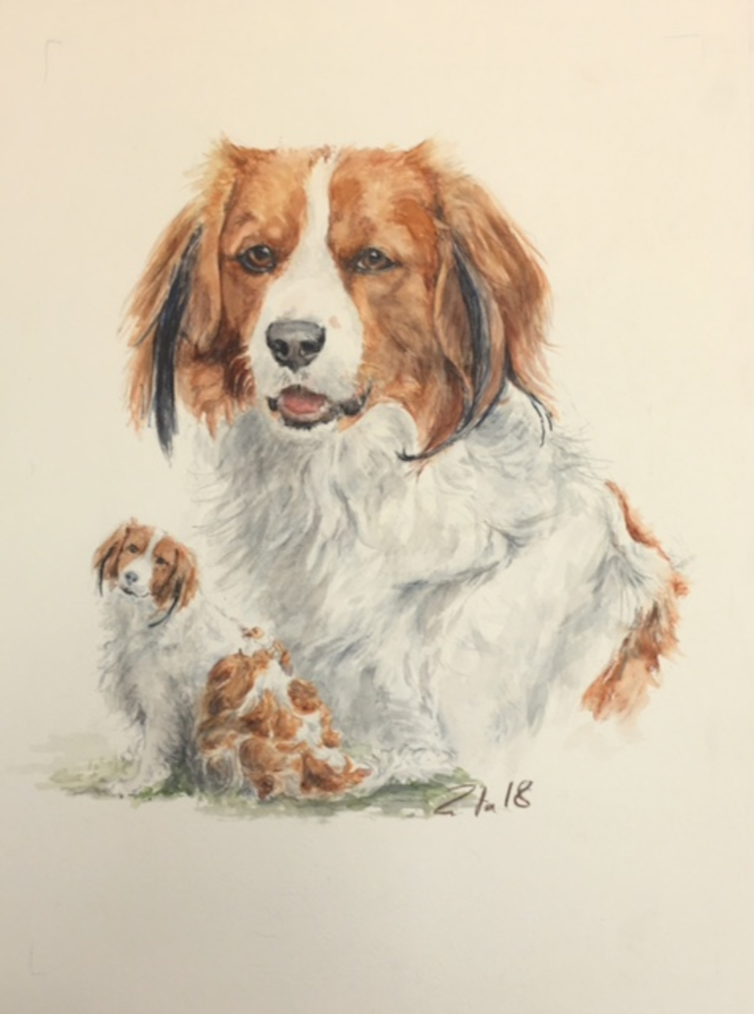 Hundeportrait Kooikerhondje