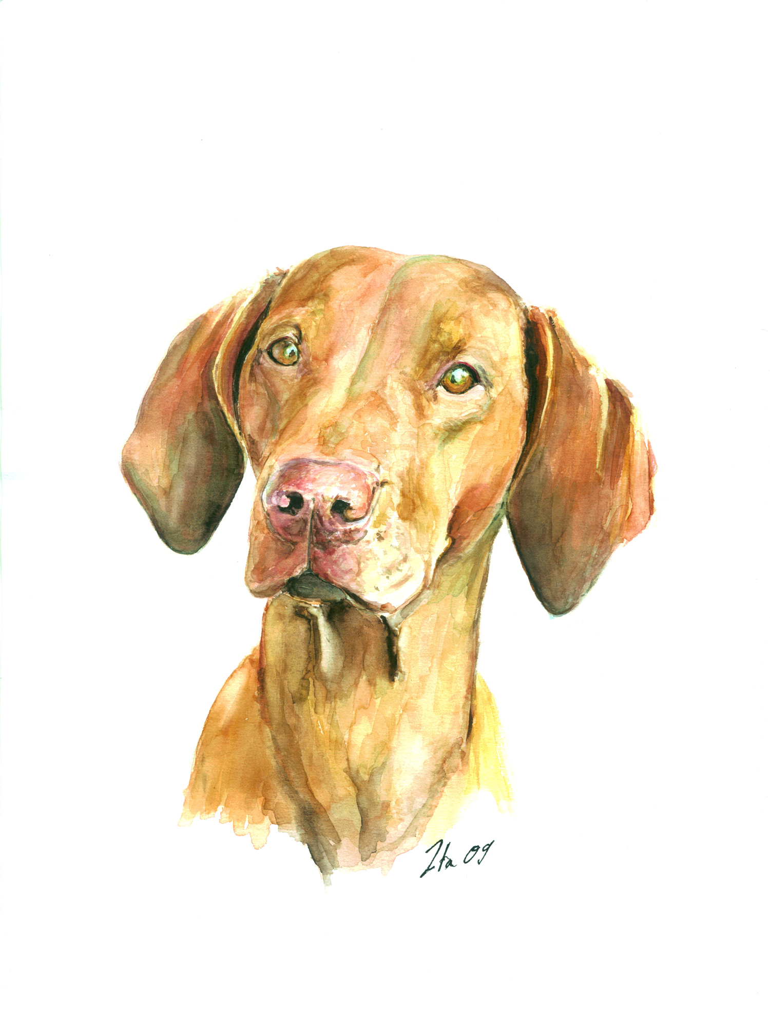 Hundeportrait Magyar Vizsla