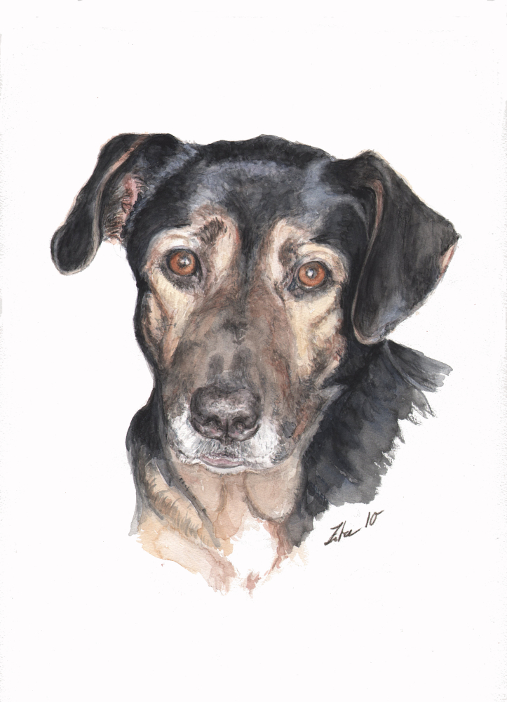 Hundeportrait Mischling